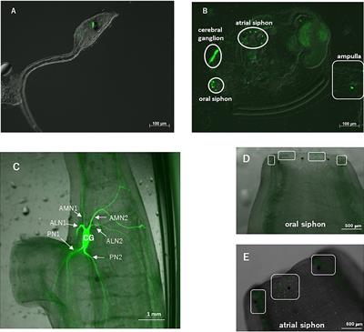 Vasopressin Promoter Transgenic and Vasopressin Gene-Edited Ascidian, Ciona intestinalis Type A (Ciona robusta): Innervation, Gene Expression Profiles, and Phenotypes